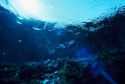 snorkeller in freshwater spring, new zealand. nikonos v w... by Tim Palmer 